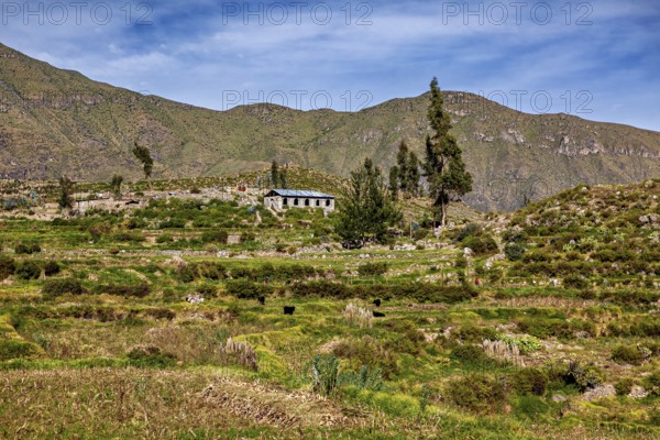 Single house on hill with surrounding green landscape and mountains in the background, farmers in the landscape of the Colca Canyon in the Andes of Peru