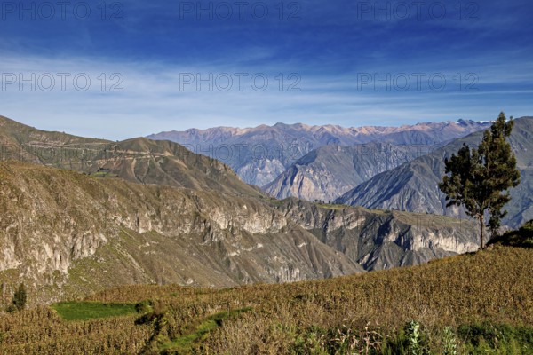 Wide mountain landscape with fields and a clear sky, The landscape of the Colca Canyon in the Andes of Peru