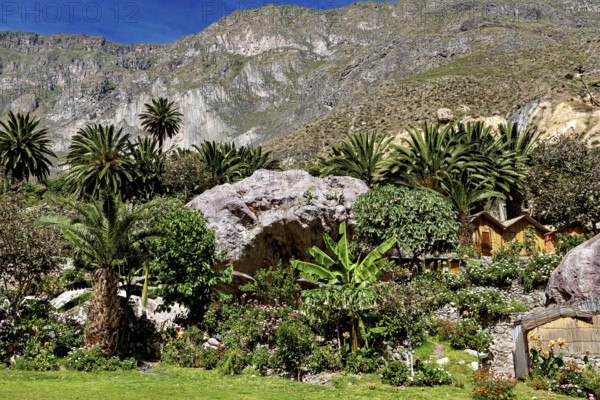 Lush garden with palm trees and rocks against a mountain backdrop, The landscape of the Colca Canyon in the Andes of Peru