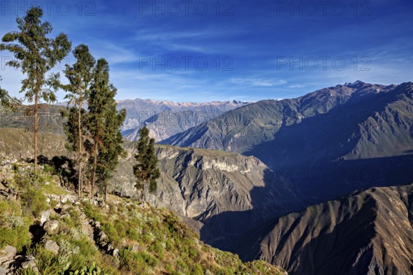 Highlands with green trees and deep valleys under clear skies, the landscape of the Colca Canyon in the Andes of Peru