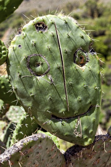 Cactus in nature, whose surface is painted with a face, prickly pear cactus (Opuntia ficus-indica) with face in the Colca Canyon in the Andes of Peru