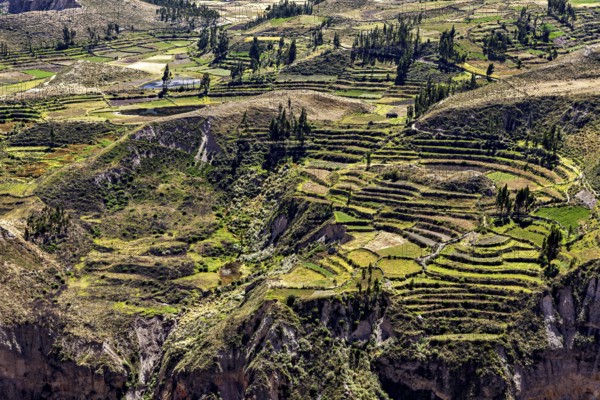 Close-up of terraced fields in a green landscape under blue sky, The landscape of the Colca Canyon in the Andes of Peru