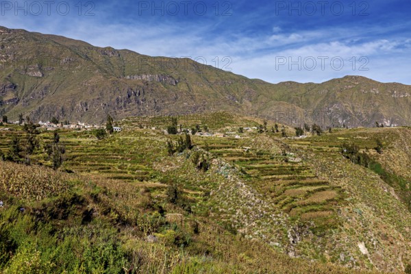 Terraced fields stretch across mountain slopes under clear skies, the landscape of Colca Canyon in the Andes of Peru
