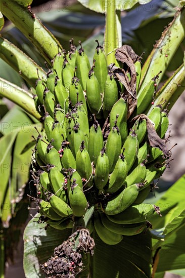 Unripe green bananas hang in a tropical garden surrounded by large leaves, lady-finger bananas in Colca Canyon in Peru