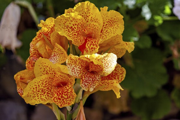 Bright yellow flowers with red dots surrounded by green foliage in a sunny garden, Yellow King Humbert flower in the Colca Canyon in Peru (Cannaceae)