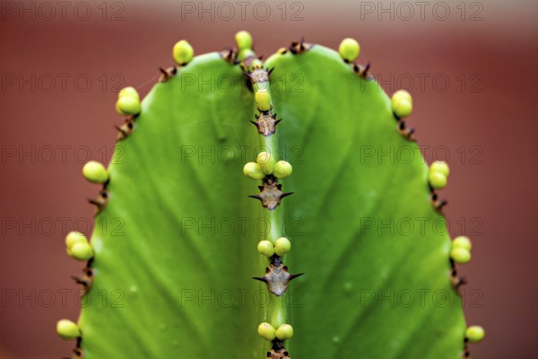 Close-up of a green cactus with thorns and small buds in vivid colours, spurge plant Euphorbia ingens (Euphorbiaceae) in the Colca Canyon in Peru