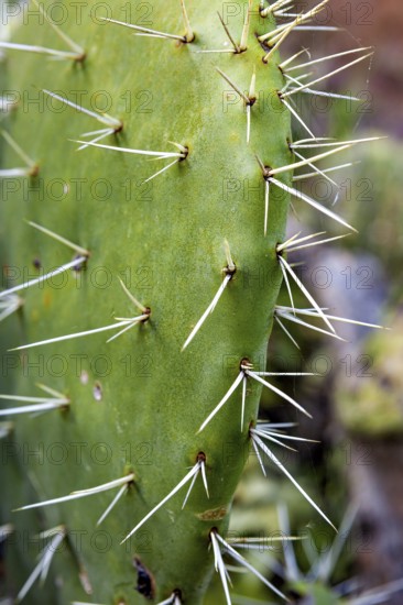 Close-up of a green cactus with long spines, prickly pear cactus (Opuntia ficus-indica) in the Colca Canyon in the Andes of Peru