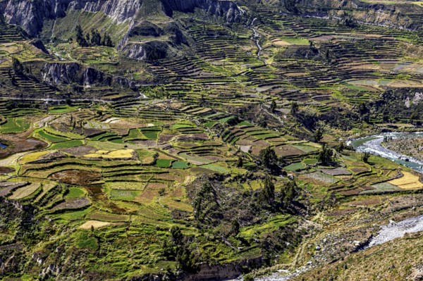 An overview of terraced fields and a river nestled in a mountainous landscape, The landscape of the Colca Canyon in the Andes of Peru