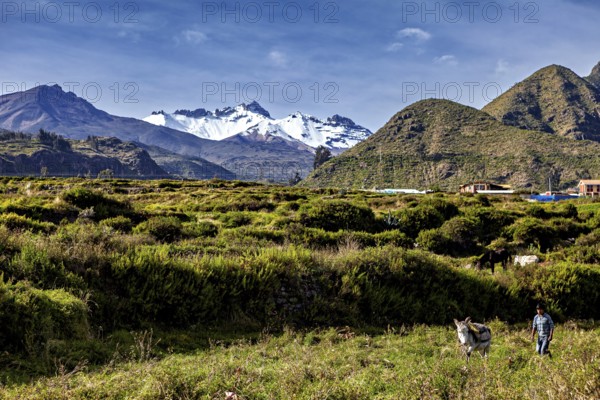 Green pasture with mountains in the background and a person with donkey in the foreground, farmers in the landscape of the Colca Canyon in the Andes of Peru