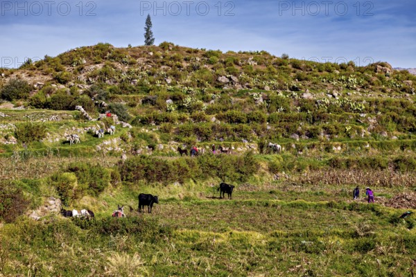 Terrace landscape with grass and cows, people at work, sky and hills in the background, farmers in the landscape of the Colca Canyon in the Andes of Peru