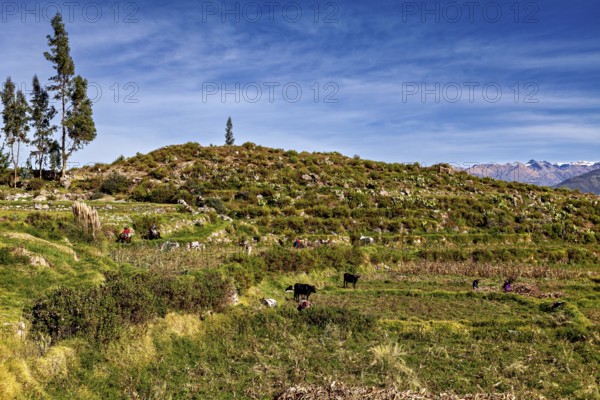 Green hilly landscape with cows and trees, under blue sky with mountains in the background, farmers in the landscape of the Colca Canyon in the Andes of Peru