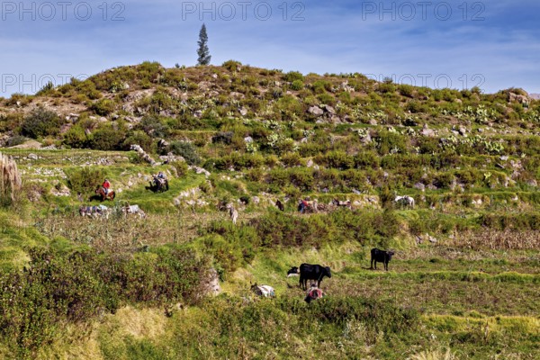 Green terraced hills with grazing cows and a person at work, farmers in the Colca Canyon landscape in the Andes of Peru