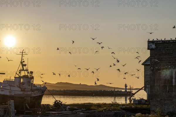 Kittiwakes (Rissa tridyctyla), flying over fishing boats and a building in the harbour at dusk, Vardø, Finnmark, Norway