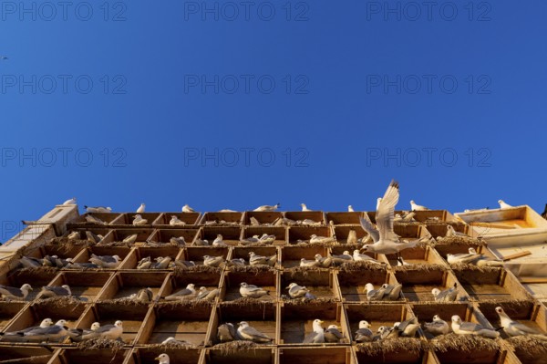 Kittiwakes (Rissa tridyctyla) nesting in an artificial nesting cliff made of old fish boxes in Vardö harbour, Vardø, Finnmark, Norway