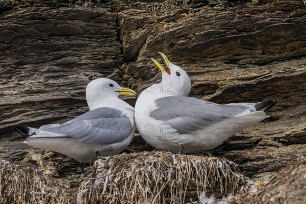 Black-legged kittiwakes (Rissa tridyctyla) calling pair breeding on a cliff on the island of Ekeroya, Vadsø, Finnmark, Norway
