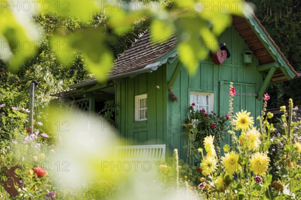 Green garden shed and summer flower garden, allotment garden, Meersburg, Lake Constance, Baden-Württemberg, Germany