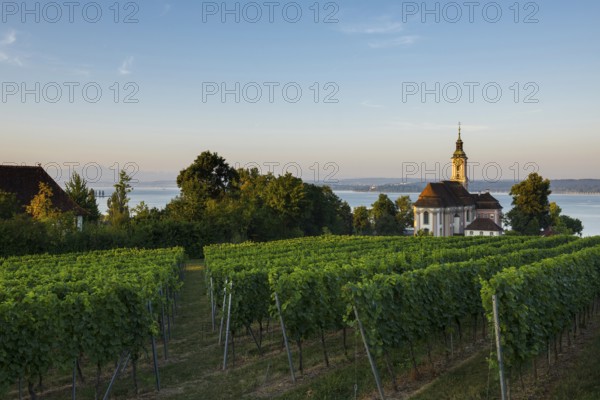 Birnau pilgrimage church and vineyards, sunrise, Uhldingen-Mühlhofen, Lake Constance, Baden-Württemberg, Germany