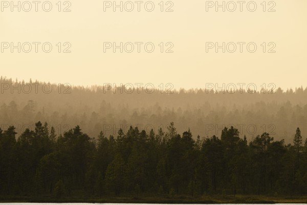 Twilight scene with wooded silhouette of a northern coniferous forest in fog in warm light, NP Övre Pascik, Svanvik, Finnmark, Norway