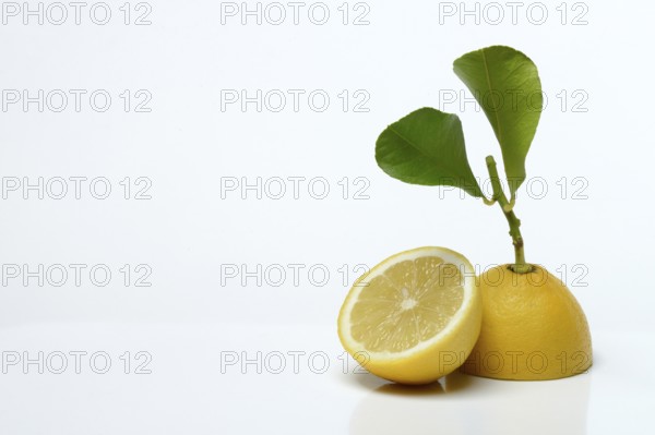Lemon with leaf, cut in half, Citrus x limon