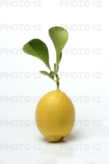 Lemon with leaf, Citrus x limon, cutout