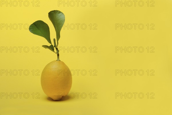 Lemon with leaf, Citrus x limon, yellow background