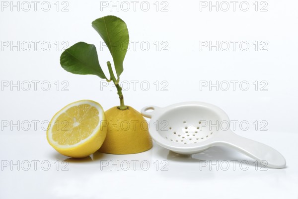 Lemon with leaf, cut in half, Citrus x limon, porcelain strainer