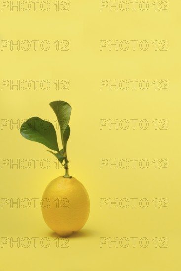 Lemon with leaf, Citrus x limon, yellow background