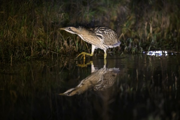 A bittern (Botaurus stellaris) is reflected in the water, surrounded by reeds at night, Dümmer nature park Park, Lower Saxony, Germany