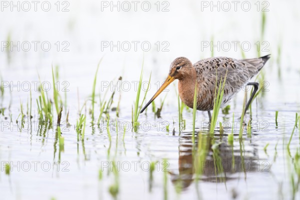 A black-tailed godwit (Limosa limosa) stands in the water between grass in a natural environment on a flooded meadow Wet meadow, Dümmer nature park Park, Lower Saxony, Germany