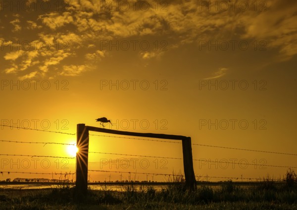 A black-tailed godwit (Limosa limosa) sits on a fence in the golden light of sunset, Dümmer nature park Park, Lower Saxony, Germany