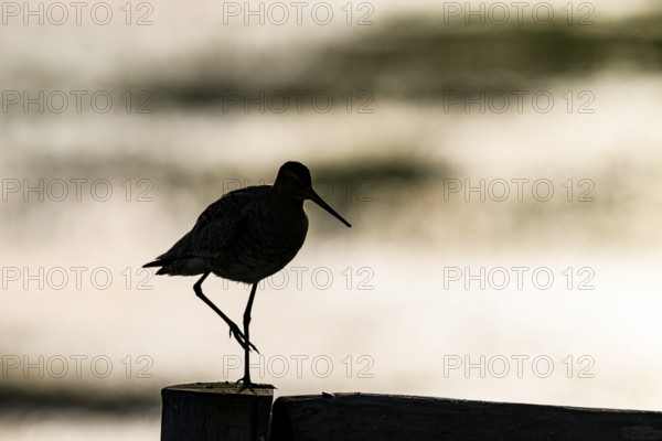 The silhouette of a black-tailed godwit (Limosa limosa) on a pole against a warm background, Dümmer nature park Park, Lower Saxony, Germany