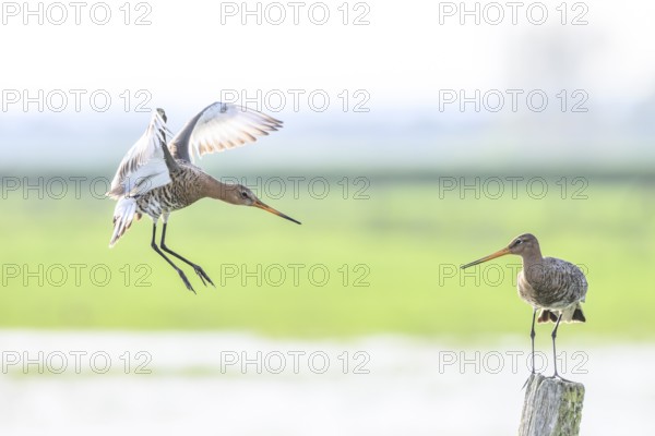A hovering and a standing black-tailed godwit (Limosa limosa) on a post in a green meadow landscape, Dümmer nature park Park, Lower Saxony, Germany