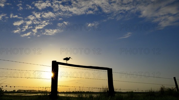 A black-tailed godwit (Limosa limosa) sitting on a fence in front of a colourful evening sky, Dümmer nature park Park, Lower Saxony, Germany