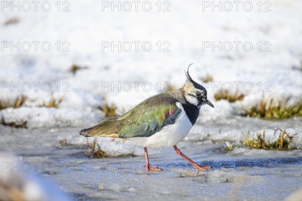 Lapwing (Vanellus vanellus) on snow-covered ground in wintry surroundings, Dümmer nature park Park, Lower Saxony, Germany