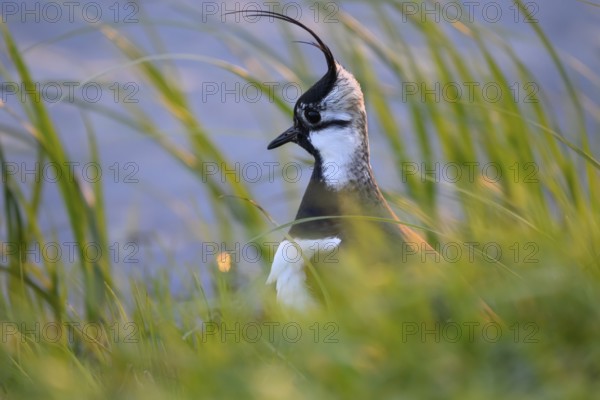 Portrait close-up of a lapwing (Vanellus vanellus) with black and white plumage by the water, Dümmer nature park Park, Lower Saxony, Germany
