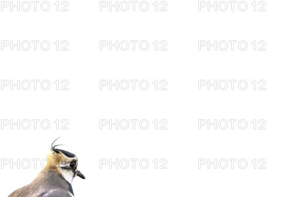 Portrait close-up of a lapwing (Vanellus vanellus) with black and white plumage against a white background High Key, Dümmer nature park Park, Lower Saxony, Germany