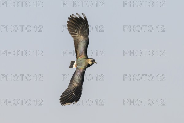 A lapwing (Vanellus vanellus) with outspread wings flying in the blue sky, Dümmer nature park Park, Lower Saxony, Germany