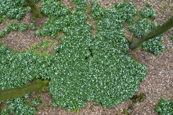 Wild garlic blossom (Allium ursinum) on the forest floor in a beech forest (Fagus sylvatica) in the Teutoburg Forest under soft incidence of light. Photo taken from an elevated location Drone shot, Ahornweg, Terra Vita nature park Park, Teutoburg Forest, Lower Saxony, Germany