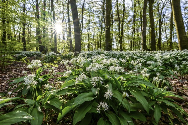 A sparkling sun shines over the wild garlic blossom (Allium ursinum) on the forest floor in a beech forest (Fagus sylvatica) in the Teutoburg Forest under a gentle incidence of light. Ahornweg, Terra Vita nature park Park, Teutoburg Forest, Lower Saxony, Germany