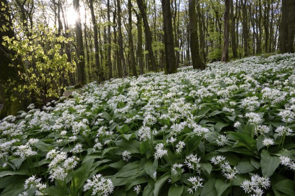 Wild garlic blossom (Allium ursinum) on the forest floor in a beech forest (Fagus sylvatica) in the Teutoburg Forest under soft light. Ahornweg, Terra Vita nature park Park, Teutoburg Forest, Lower Saxony, Germany
