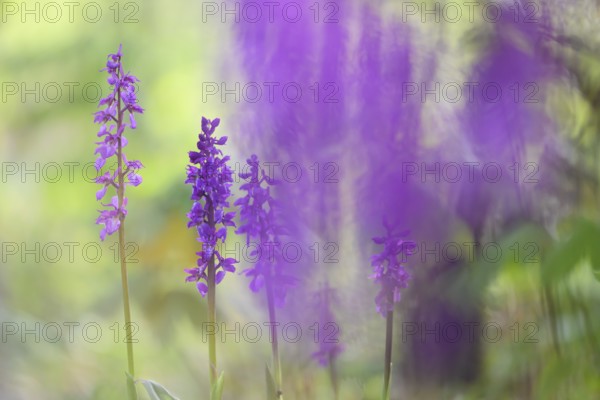 Early purple orchid (Orchis mascula), Osnabrücker Land, Lower Saxony, Germany