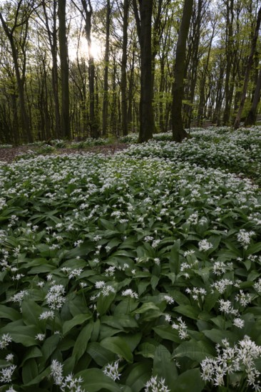 Wild garlic blossom (Allium ursinum) on the forest floor in a beech forest (Fagus sylvatica) in the Teutoburg Forest under soft light. Ahornweg, Terra Vita nature park Park, Teutoburg Forest, Lower Saxony, Germany