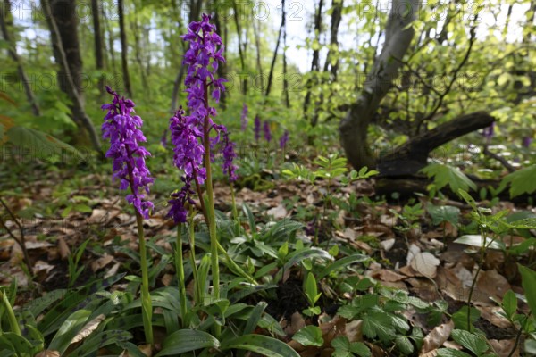 Early purple orchid (Orchis mascula) in a light-flooded deciduous forest in spring, Osnabrücker Land, Lower Saxony, Germany
