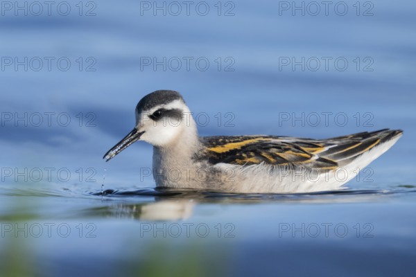 A freshly moulted Odin's chicken (Phalaropus lobatus) swims in the water and chases hatching mosquitoes, in a quiet natural environment, Vadsø, Finnmark, Norway