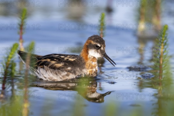An Odin's chicken (Phalaropus lobatus) swimming among green plants in the water, in a quiet natural environment, Vadsø, Finnmark, Norway