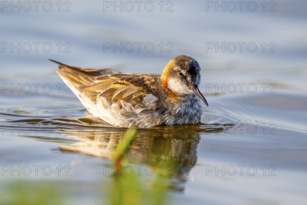An Odin's chicken (Phalaropus lobatus) swimming in the water, in a quiet natural environment, Vadsø, Finnmark, Norway