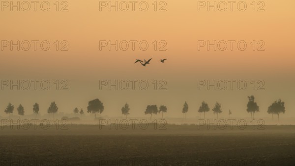 Hazy landscape with trees and birds at orange sunset, Dümmer nature park Park, Bohmte, Lower Saxony, Germany