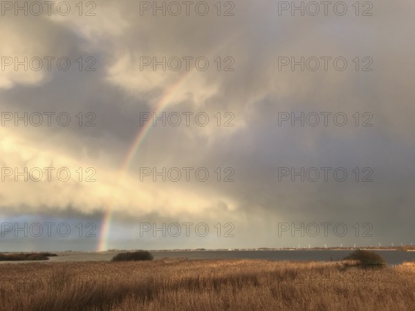 Dramatic cloud formations over a reed area Reeds with a rainbow in the evening sky on the southern shore of Dümmers Dümmer See, Dümmer nature park Park, Lower Saxony, Germany