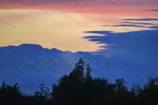 A flock of starlings (Sturnus vulgaris) flies over the silhouetted trees at sunset against a blue-pink sky, Dümmer nature park Park, Lower Saxony, Germany