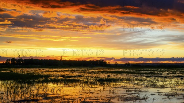 Dramatic sunset over flooded wetlands with wind turbines in the background and bright shades of orange in the sky, Dümmer nature park Park, Lower Saxony, Germany